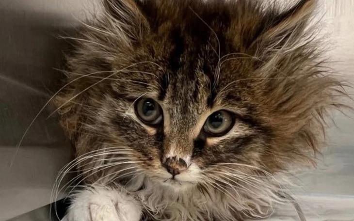 Zbiórka Możemy dać tylko szansę na życie - zdjęcie główne