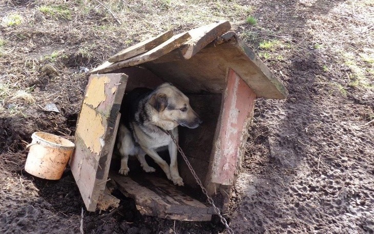 Zbiórka Dla potrzebujących Pupili - zdjęcie główne