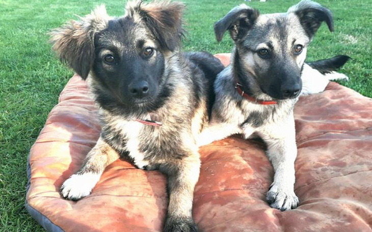 Zbiórka Transport dla Florki i Delmy - zdjęcie główne