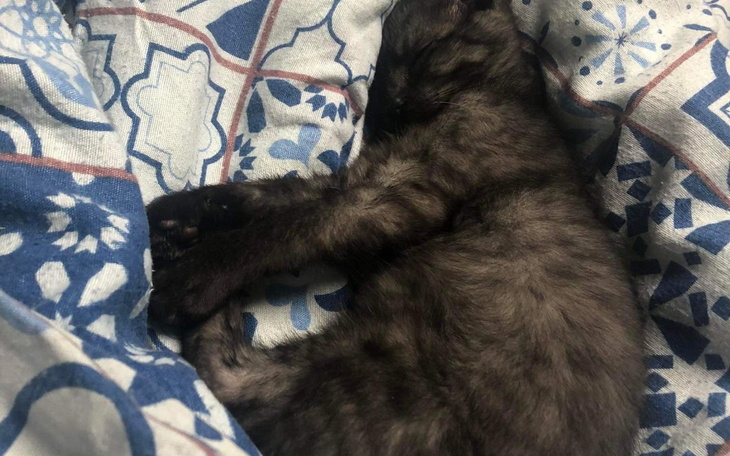 Zbiórka Mała Luna prosi o życie - zdjęcie główne