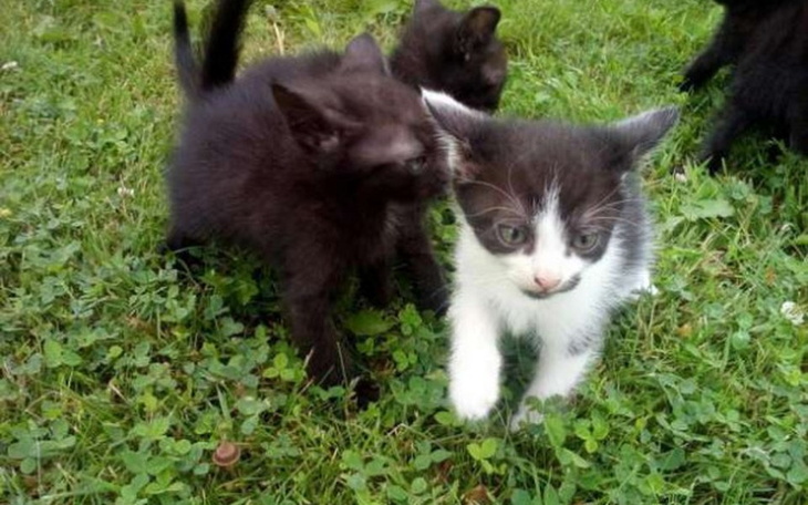 Zbiórka Zbiórka Na Kotki - zdjęcie główne