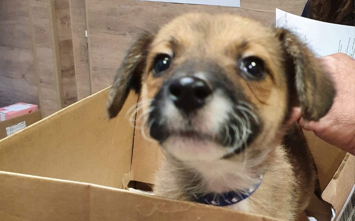 Zbiórka Uratujmy sforę bezdomnych psów - zdjęcie główne