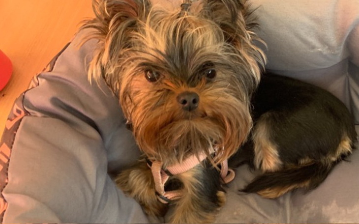 Zbiórka Operacja łapki Lady - zdjęcie główne