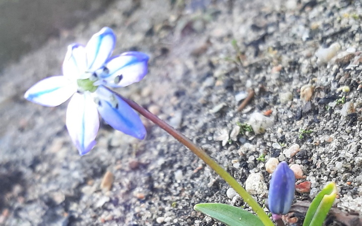 Zbiórka Marzenie o dachu nad głową - zdjęcie główne
