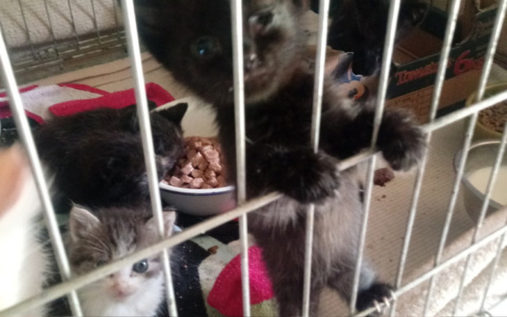 Zbiórka na klatki - łapki - zdjęcie główne