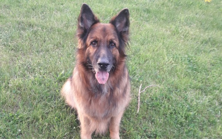 Zbiórka Na niedowład łap dla Nercia - zdjęcie główne