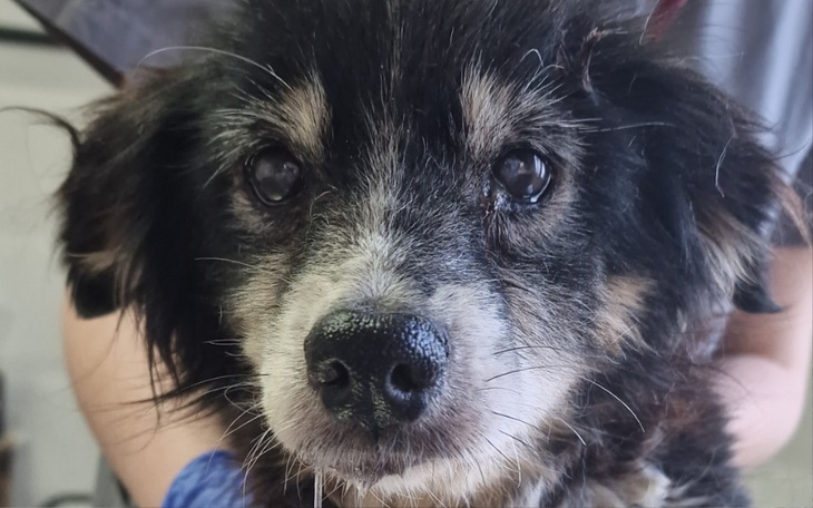 Zbiórka Pomoc dla starej Bazilki - zdjęcie główne