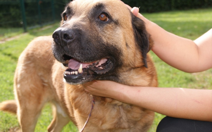 Zbiórka Dla Amika...za leczenie nerek - zdjęcie główne