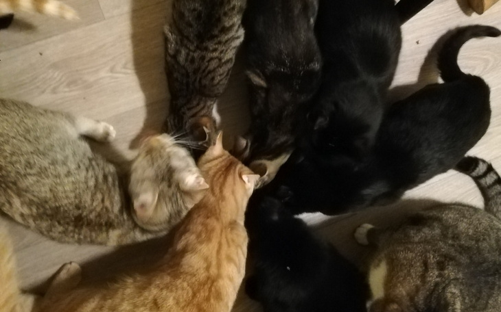 Zbiórka Kiermasz na Kocie Łakocie 10 - zdjęcie główne