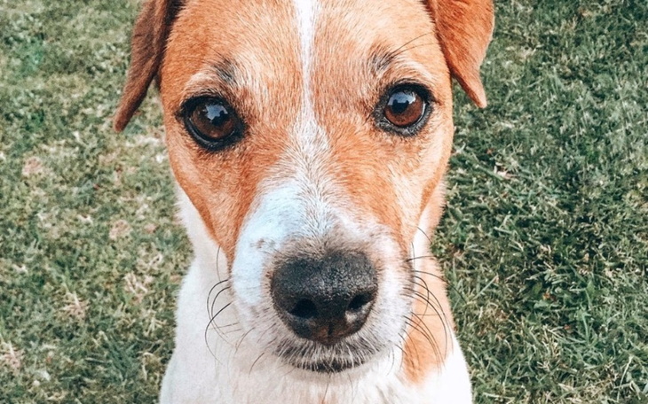 Zbiórka Operacja mojej ukochanej psinki - zdjęcie główne