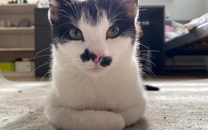 Zbiórka Sterylizacja kotki. - zdjęcie główne