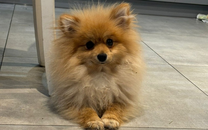 Zbiórka Na zdrowe serduszko Ivi - zdjęcie główne