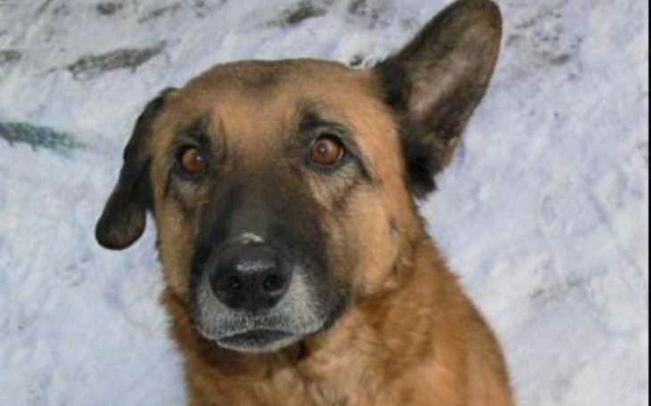 Zbiórka Całe życie w schronisku... - zdjęcie główne