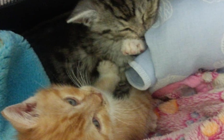 Zbiórka Uratuj ich życie - zdjęcie główne