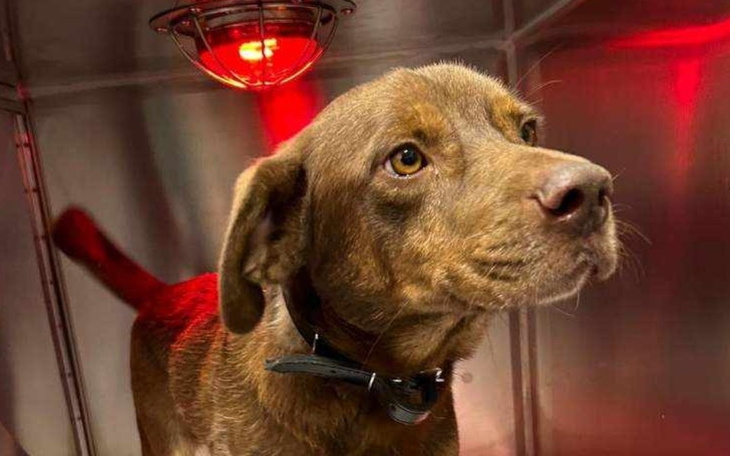 Zbiórka Charlie potrzebuje pomocy - zdjęcie główne