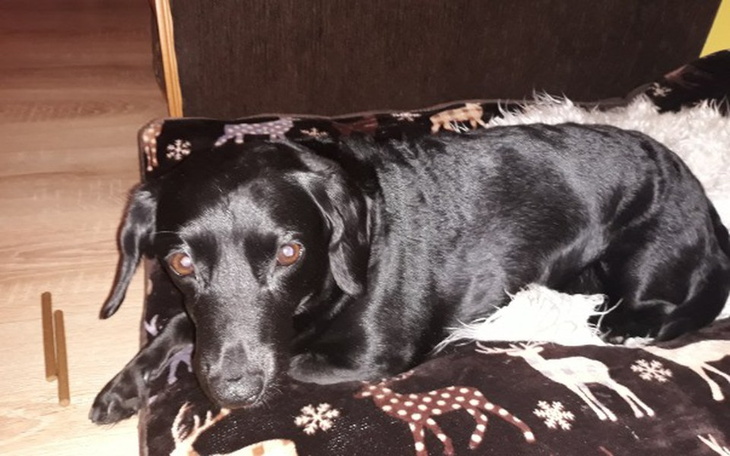 Zbiórka Operacja ratująca Neli - zdjęcie główne