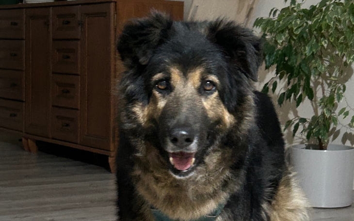 Szczęśliwy pies w domu, uśmiechający się do kamery.