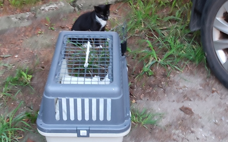 Zbiórka Sterylizacja kotki z Rudziszek - zdjęcie główne