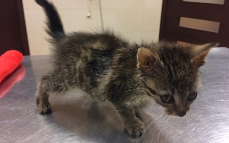 Zbiórka Dla Lulu - zdjęcie główne