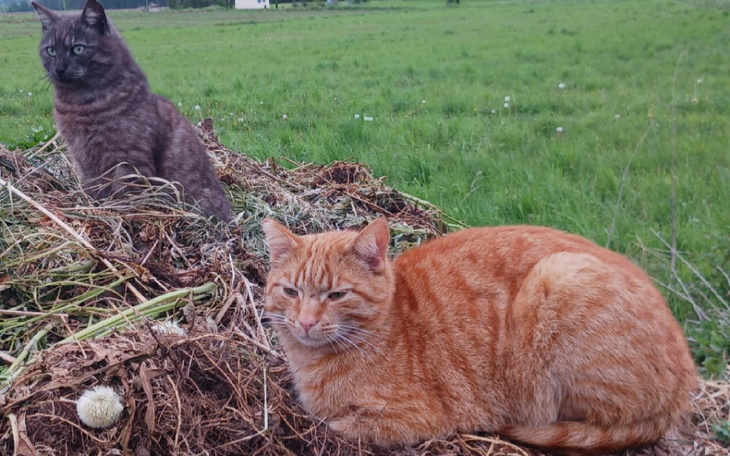 Zbiórka Potrzebna pomoc dla kotków - zdjęcie główne