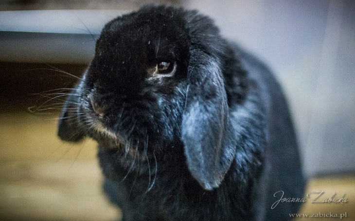 Czarny królik, szuka kochającego domu.