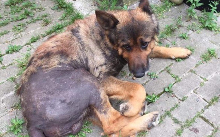 Zbiórka Psiak z nowotworem- transport - zdjęcie główne