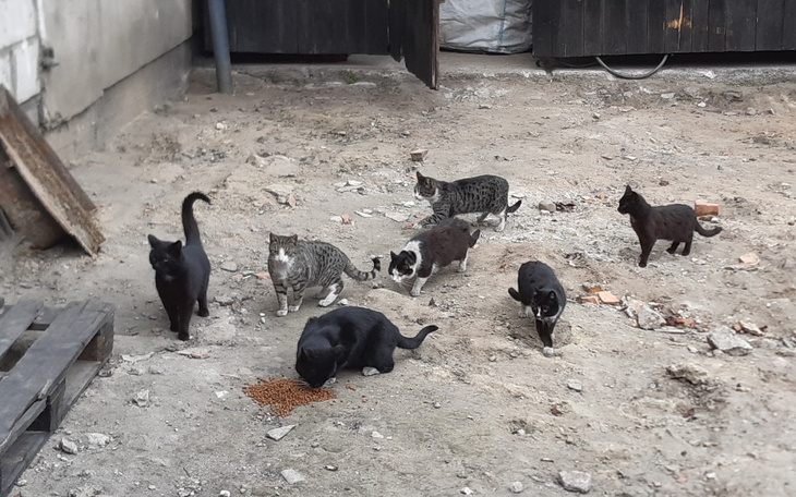 Zbiórka Grosz na kocie życie - zdjęcie główne