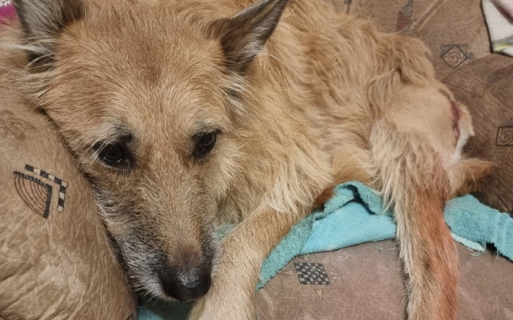 Pies leżący na poduszce, wygląda na smutnego.