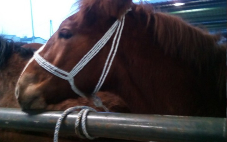 Zbiórka Pomoc w tworzeniu końskiego raju - zdjęcie główne