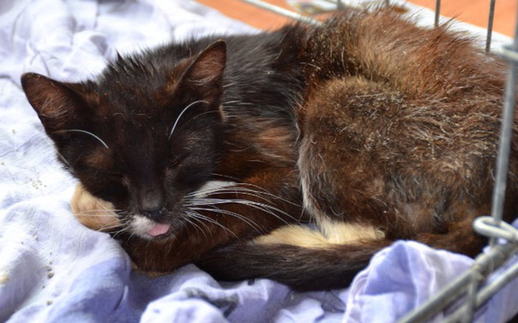 Zbiórka Kotka Mania prosi o pomoc! - zdjęcie główne