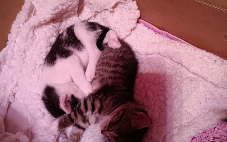 Zbiórka Rotujemy życie najsłabszych zwie - zdjęcie główne