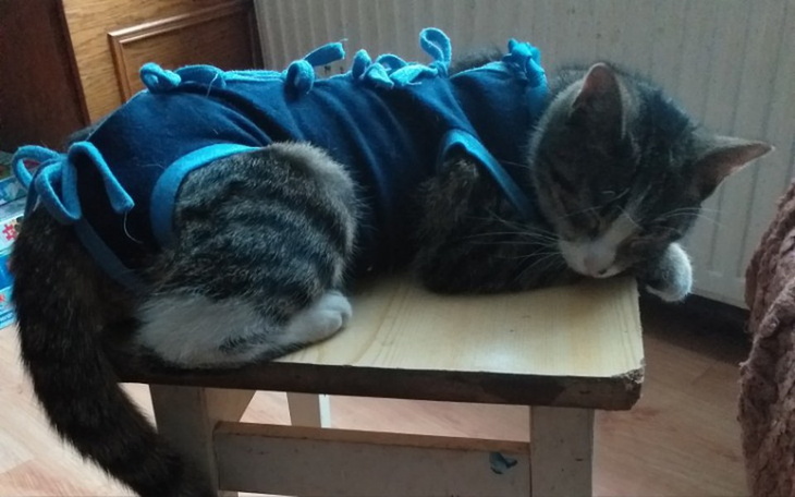 Zbiórka Bolesławieckie koty - zdjęcie główne