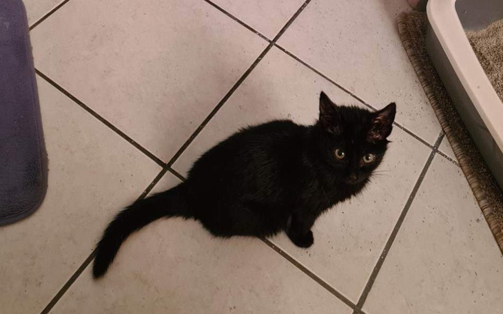 Zbiórka Na zdrowie kotka - zdjęcie główne