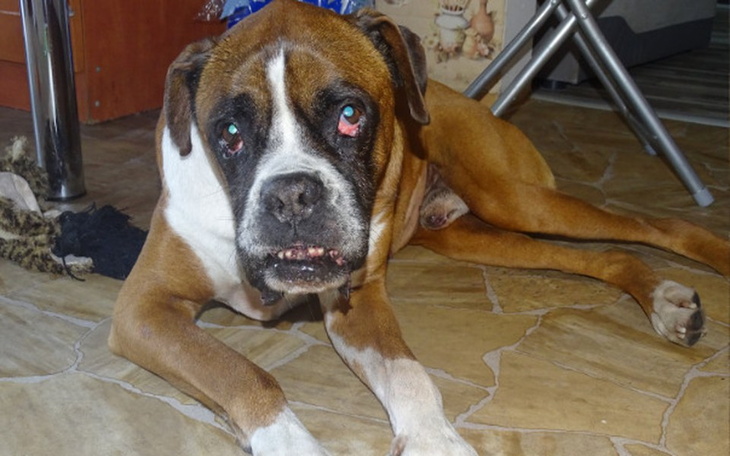 Zbiórka Roki walczy o swoje życie !! - zdjęcie główne