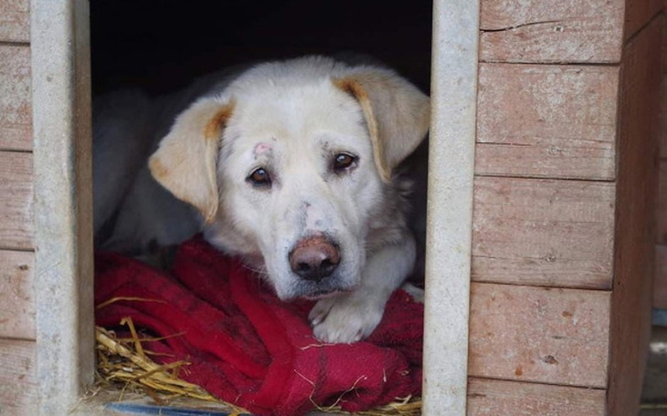 Zbiórka Schronisko Sokółka - zdjęcie główne