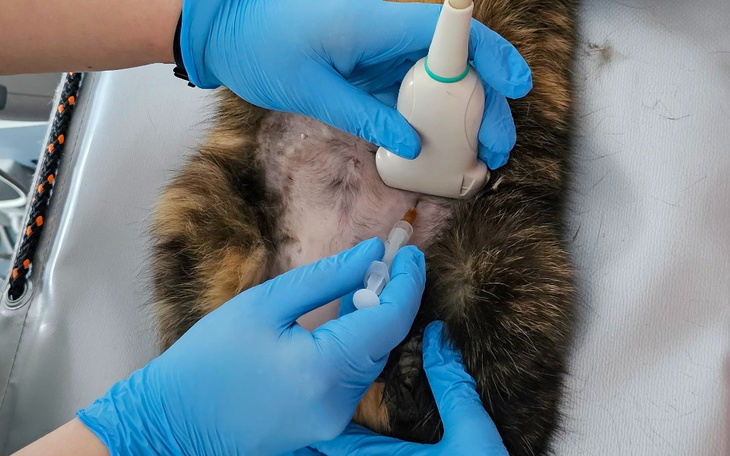 Zbiórka Walka Kirsis - zdjęcie główne