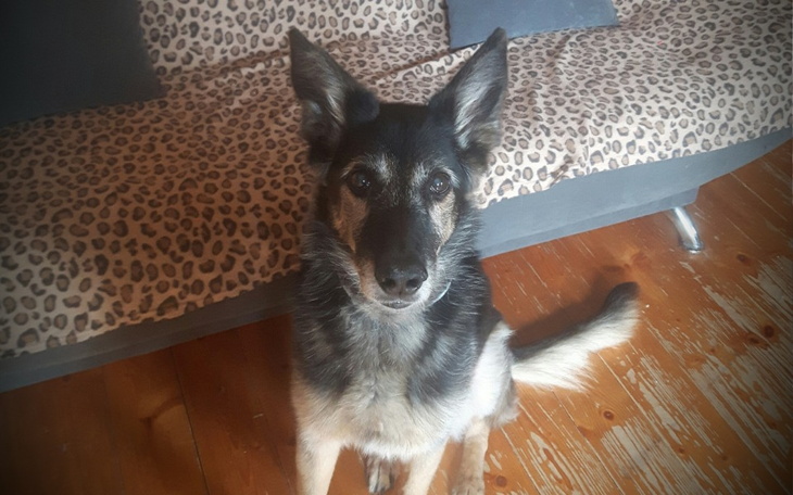 Zbiórka Leczenie Zorki/Harrego i Kita - zdjęcie główne