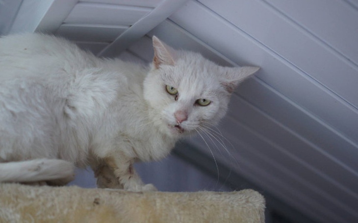 Biały kot z wyrazem niezadowolenia, siedzący na półce.