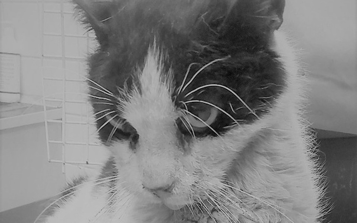 Zbiórka Tarzan - zdjęcie główne