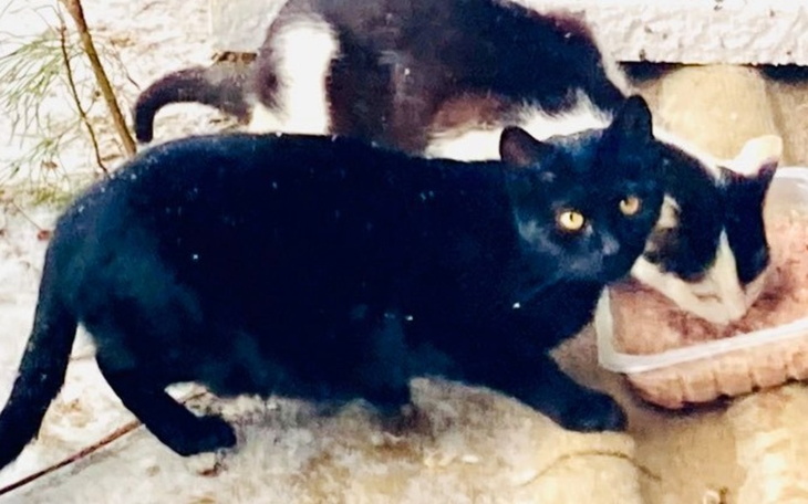 Zbiórka Bezdomne kociaki z Bukowca - zdjęcie główne