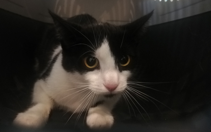 Zbiórka Laurenta jedzie do domu - zdjęcie główne