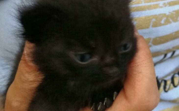 Zbiórka Karmimy kocie brzuszki - zdjęcie główne