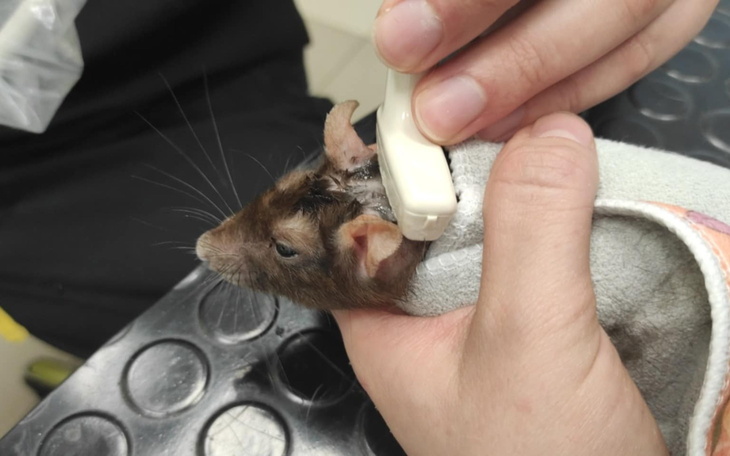 Weterynarz bada małego gryzonia, trzymając go w ręku.