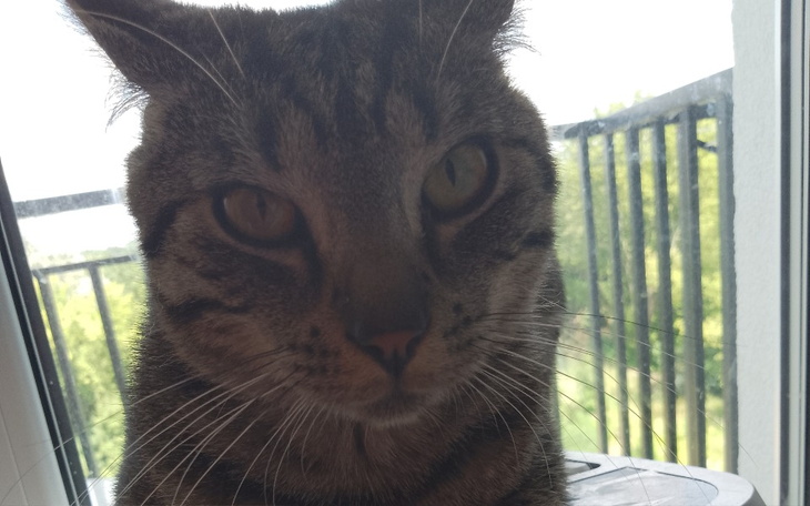 Zbiórka Kociak zasługuje na nowy dom - zdjęcie główne