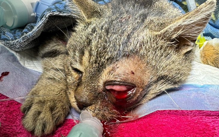 Zbiórka Ratowanie bezdomnego kocurka - zdjęcie główne