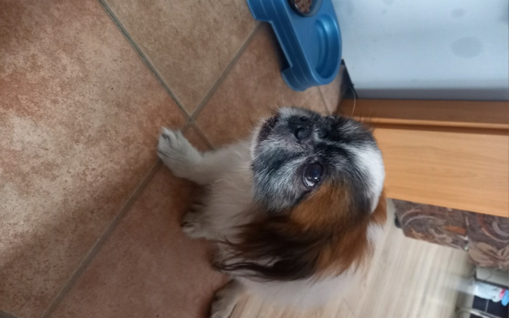 Zbiórka Na leczenie dla psa fida - zdjęcie główne