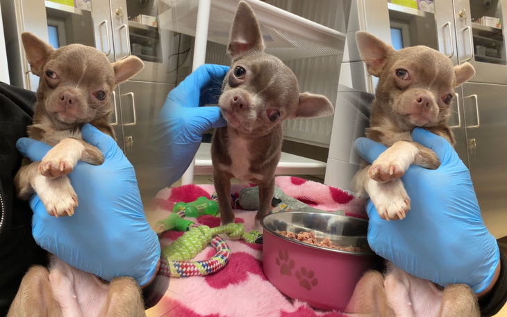 Dwa małe chihuahua w klinice weterynaryjnej.