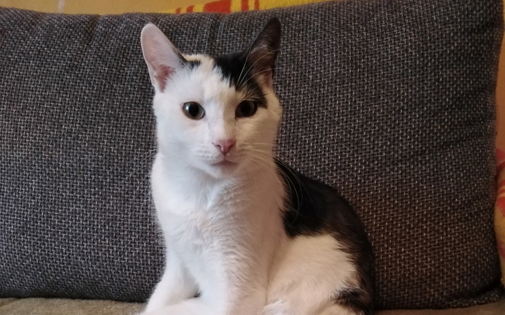 Zbiórka Kocie i psie święta - zdjęcie główne