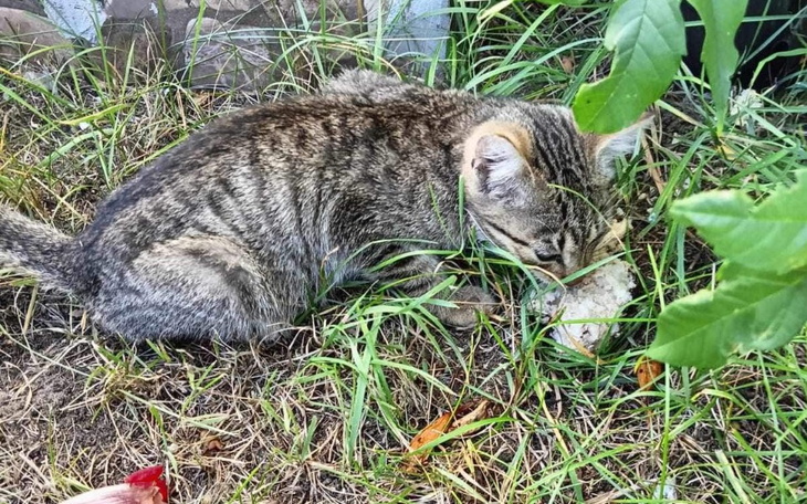 Kot w trawie, wąchający kamień.