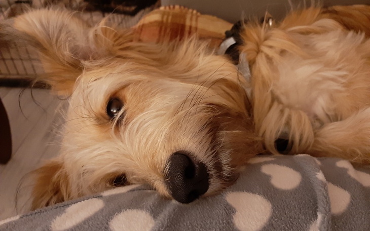 Zbiórka Gucio potrzebuje wsparcia - zdjęcie główne